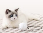 Smart Automatic Interactive Cat Toy Ball - Image 2