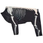 Fashion Pet Dog Clothes Halloween - Image 10
