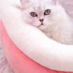 Winter cat litter - Image 4