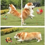 Pet Dog Vocal Plush Toy Ringing Bell Ball - Image 6