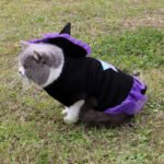 Christmas Wizard Pet Halloween Dog Clothes Pet Clothes - Image 2
