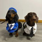 Dachshund Dog Funny Clothes Halloween Suit