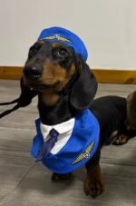 Dachshund Dog Funny Clothes Halloween Suit - Image 7