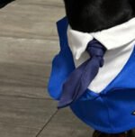 Dachshund Dog Funny Clothes Halloween Suit - Image 5