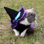 Christmas Wizard Pet Halloween Dog Clothes Pet Clothes - Image 5