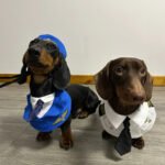 Dachshund Dog Funny Clothes Halloween Suit - Image 3