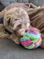 Dog Sniffing Ball Plush Toy - Image 2